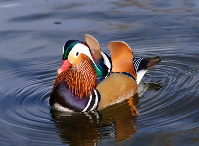 Wallpaper mandarin duck, china, water, lake, tourism, animal, bird, Animals 5032813696
